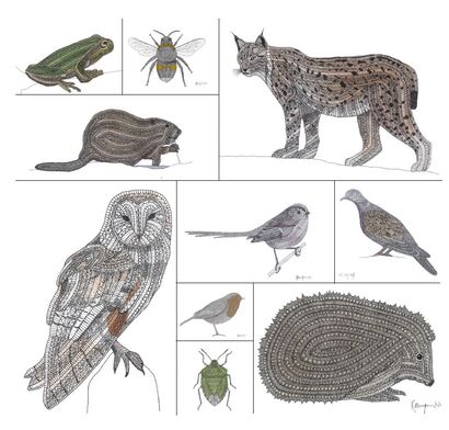 Katherine Jones Wildlife Drawings Collection